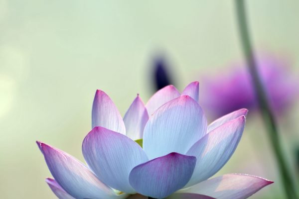 Blossom lotus flower